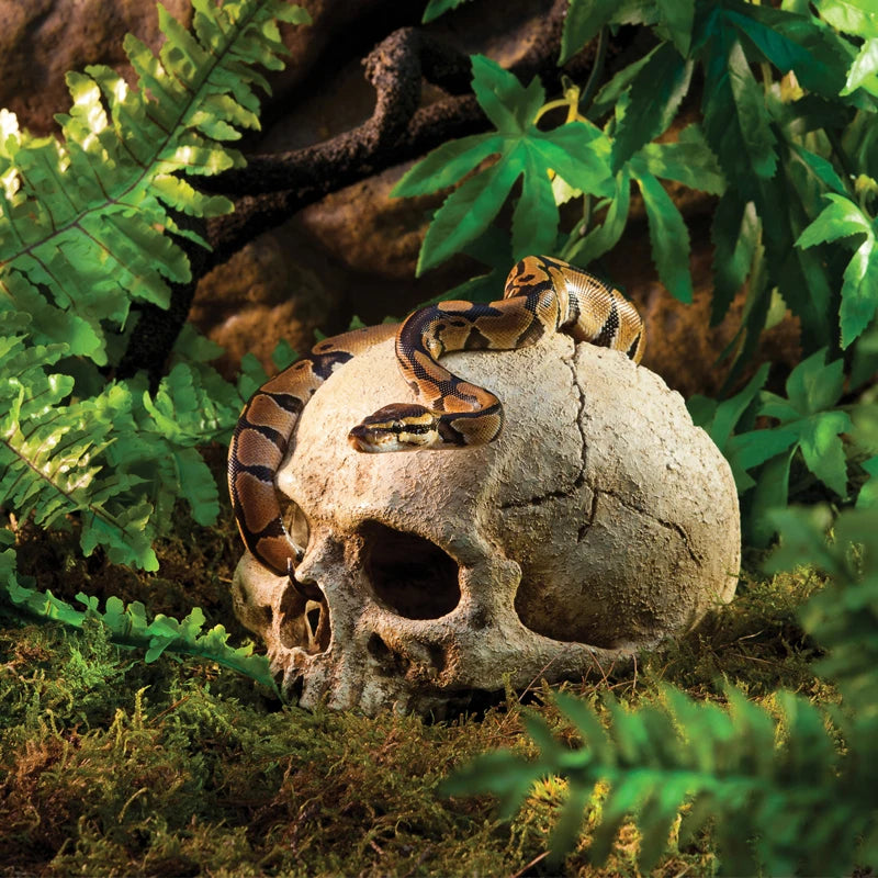 🐍 Mystisk Dödskallegrotta – Dekoration för Akvarium & Reptilterrarium